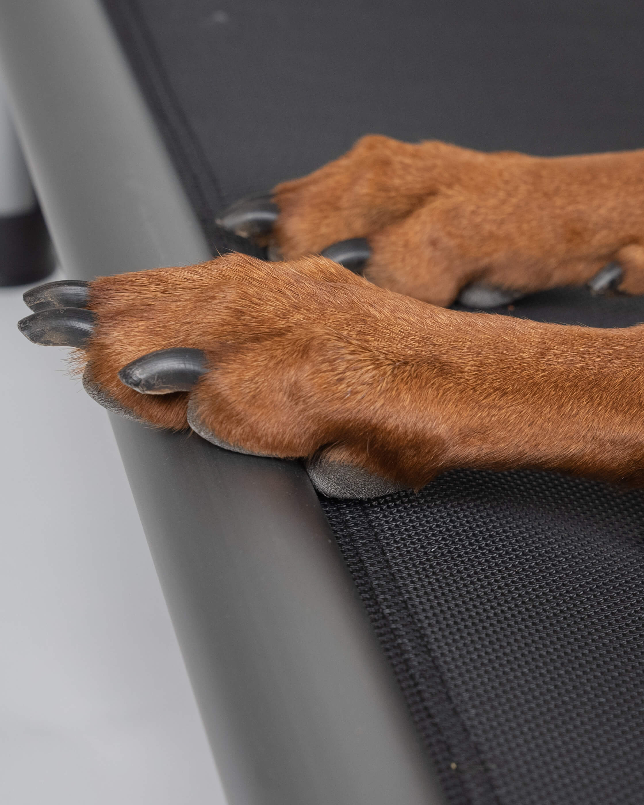 Highbed Detailbild Hundepfote auf dem Highbed im CloseUp
