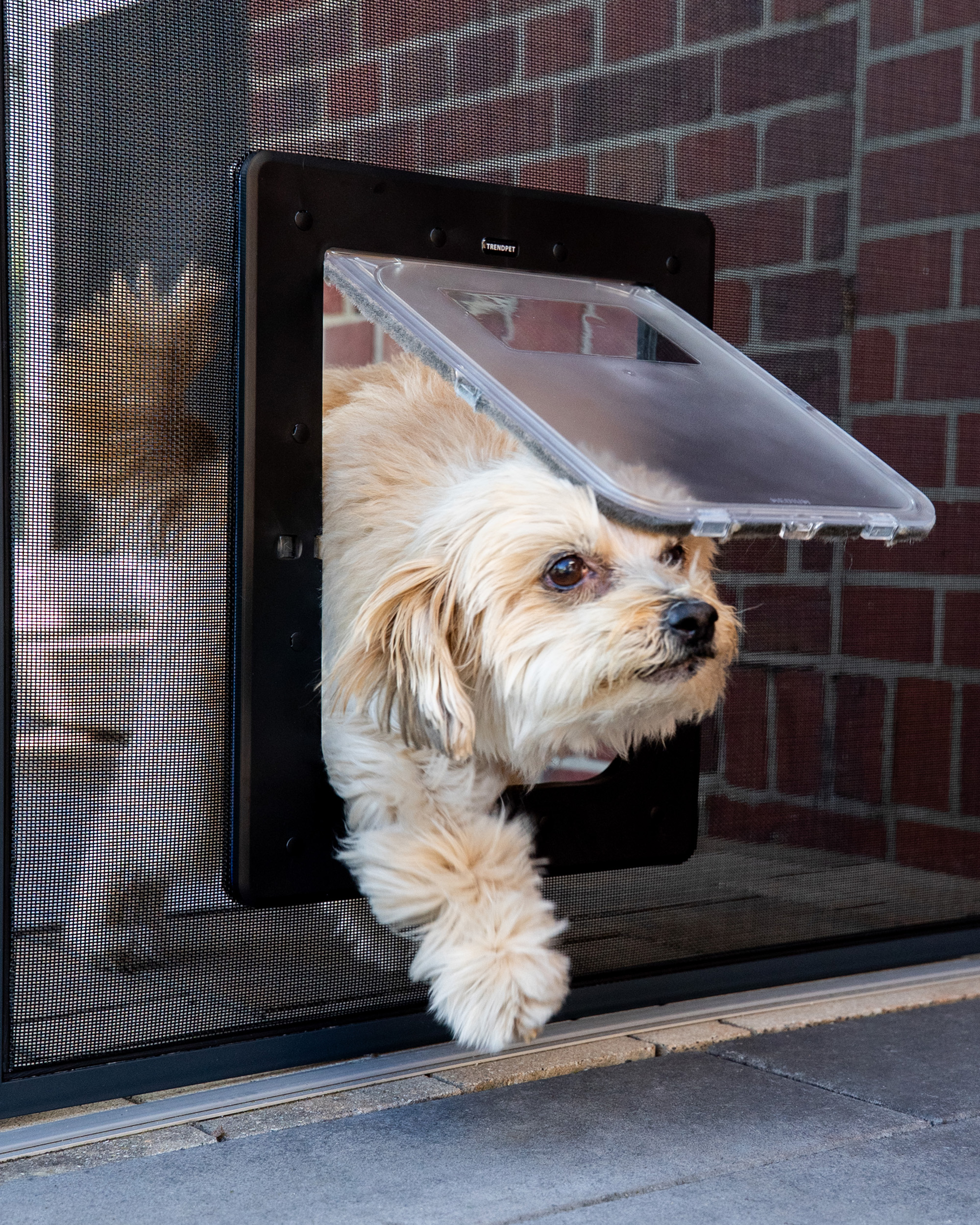 TF6 Hundeklappe / Katzenklappe