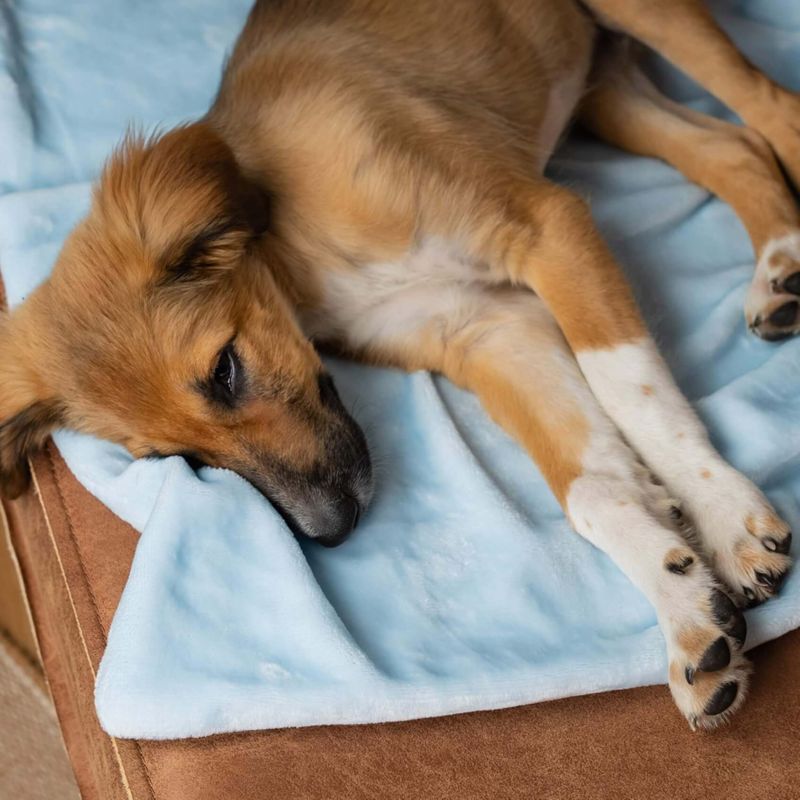 TrendPet Coco Kuscheldecke für Welpen und große Hunde